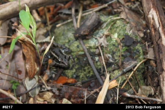 Pickerel Frog