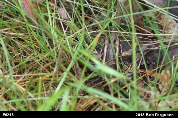 Pickerel Frog