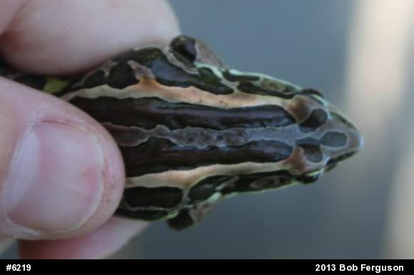 Pickerel Frog