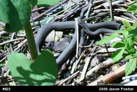 Queensnake