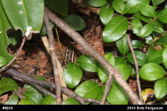 Pickerel Frog
