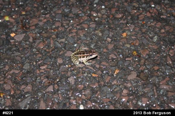 Pickerel Frog