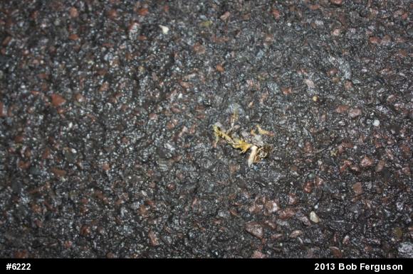 Pickerel Frog