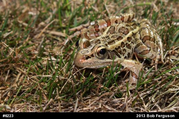 Pickerel Frog