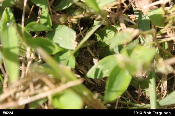 Pickerel Frog