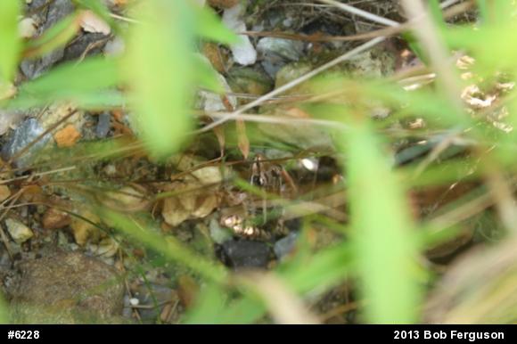 Pickerel Frog
