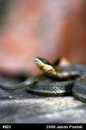 Queensnake