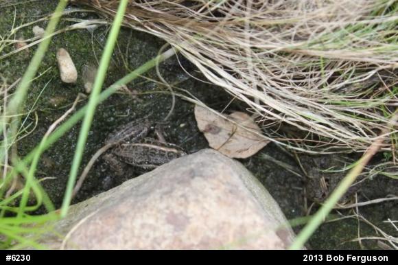 Pickerel Frog