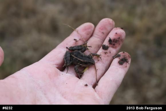 Pickerel Frog