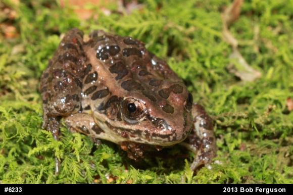 Pickerel Frog