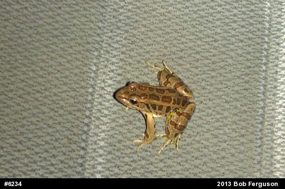 Pickerel Frog