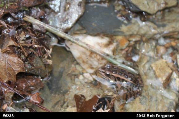 Pickerel Frog