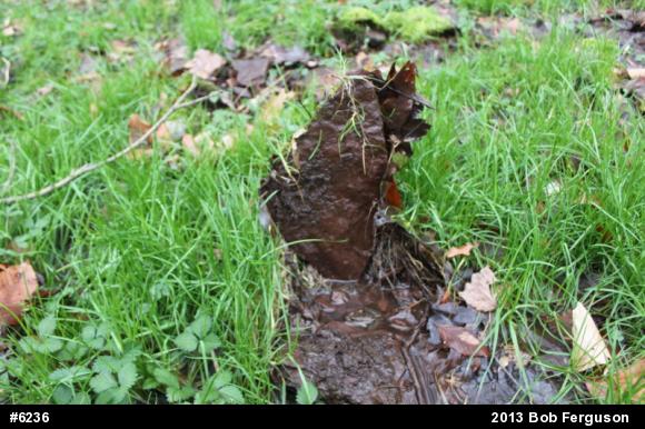 Pickerel Frog