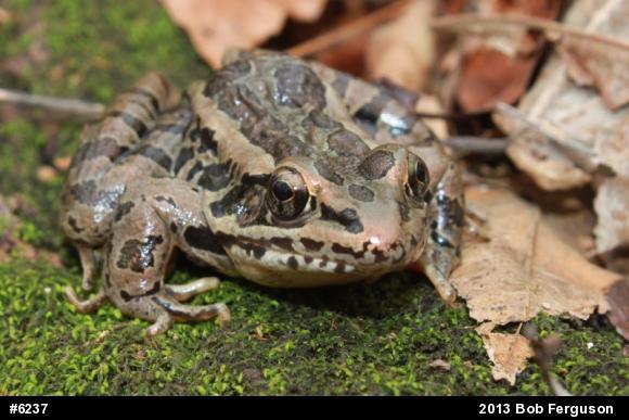Pickerel Frog