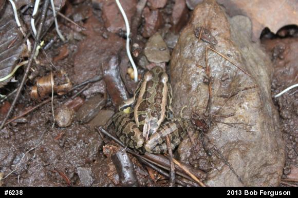 Pickerel Frog