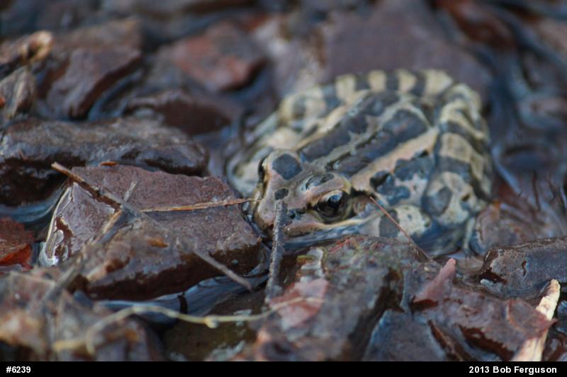 Pickerel Frog