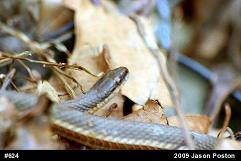 Queensnake