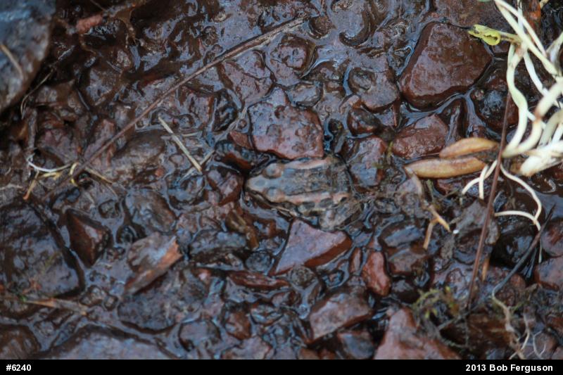 Pickerel Frog