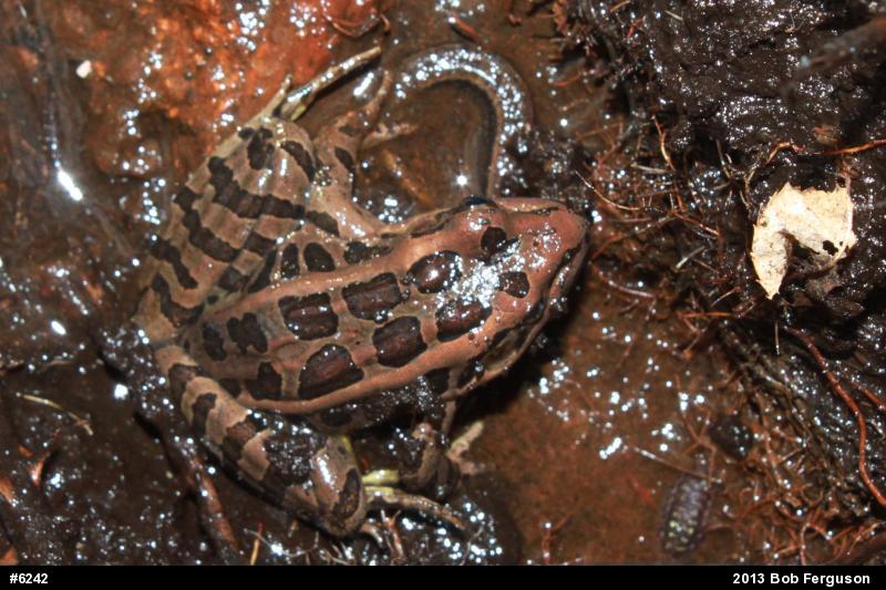 Pickerel Frog