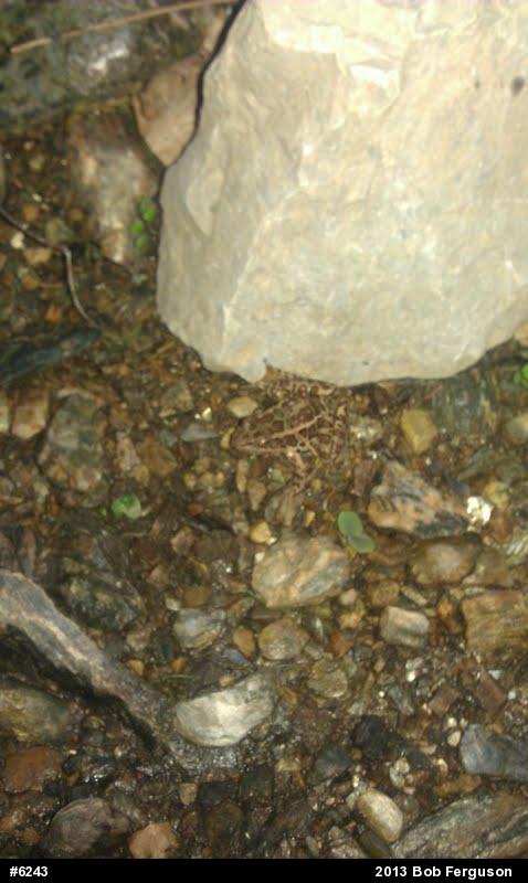 Pickerel Frog