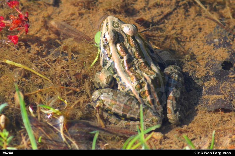 Pickerel Frog