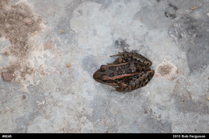 Pickerel Frog