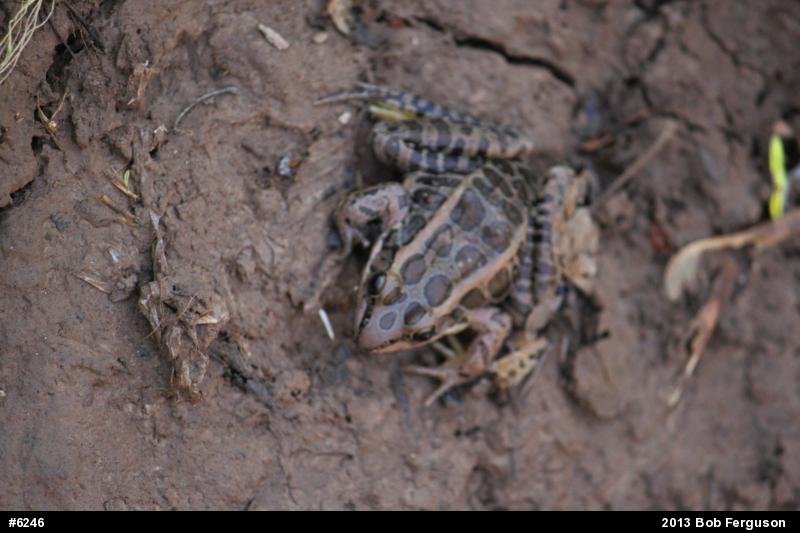 Pickerel Frog