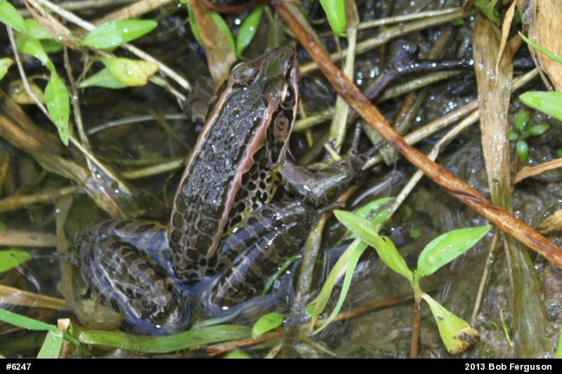 Pickerel Frog