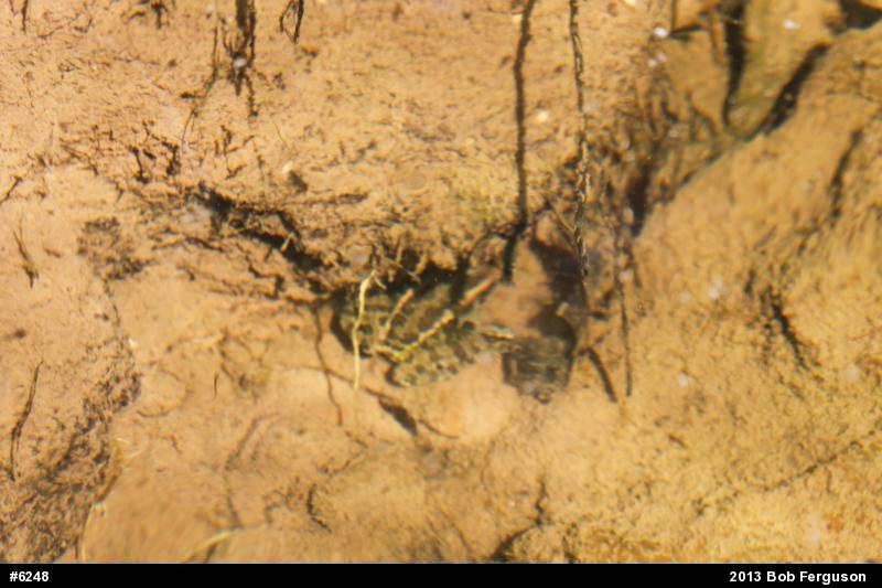 Pickerel Frog