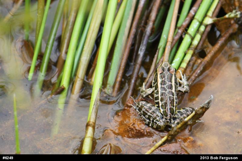 Pickerel Frog