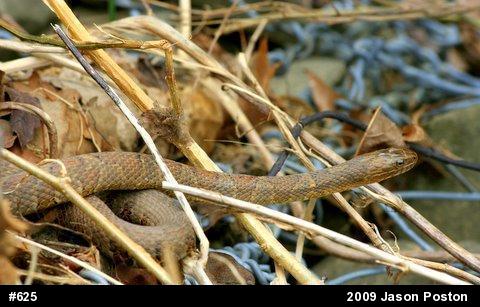 Northern Watersnake