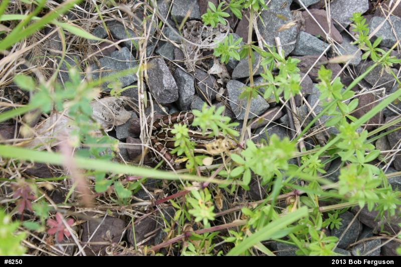 Pickerel Frog