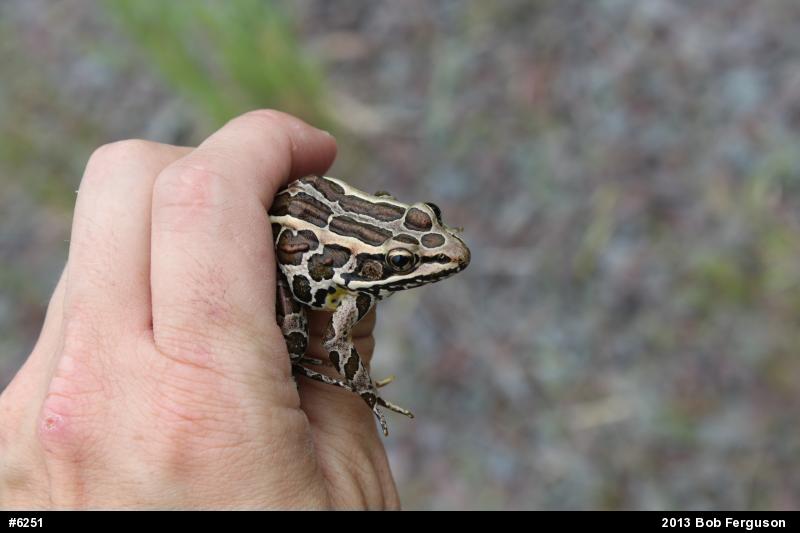 Pickerel Frog