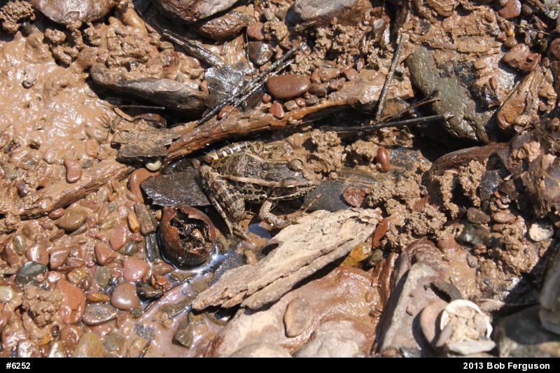 Pickerel Frog