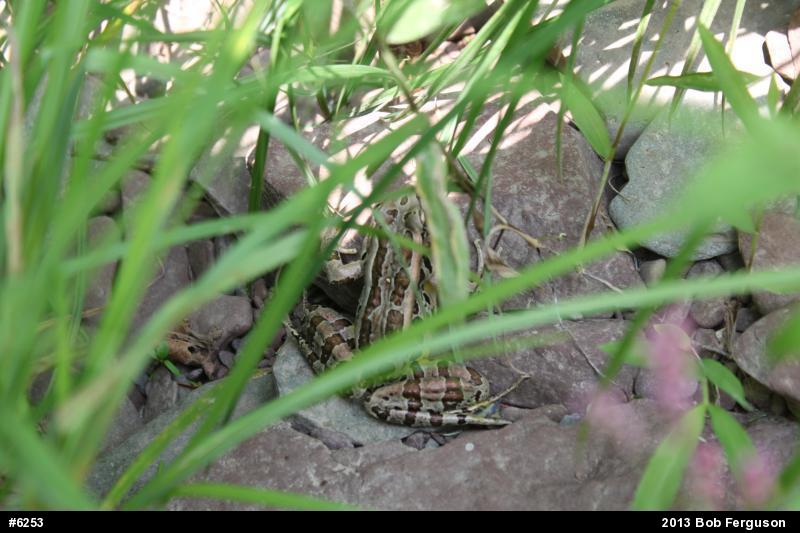 Pickerel Frog