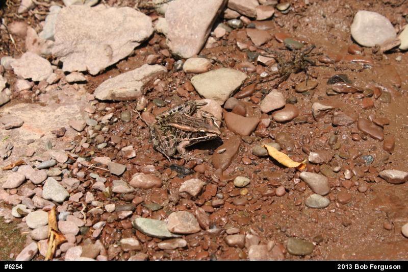 Pickerel Frog
