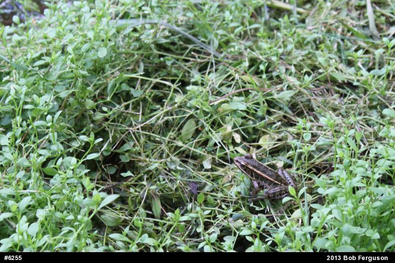 Pickerel Frog