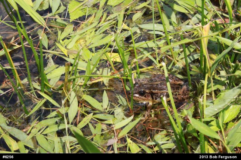 Pickerel Frog