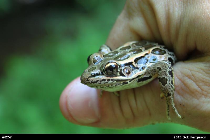 Pickerel Frog