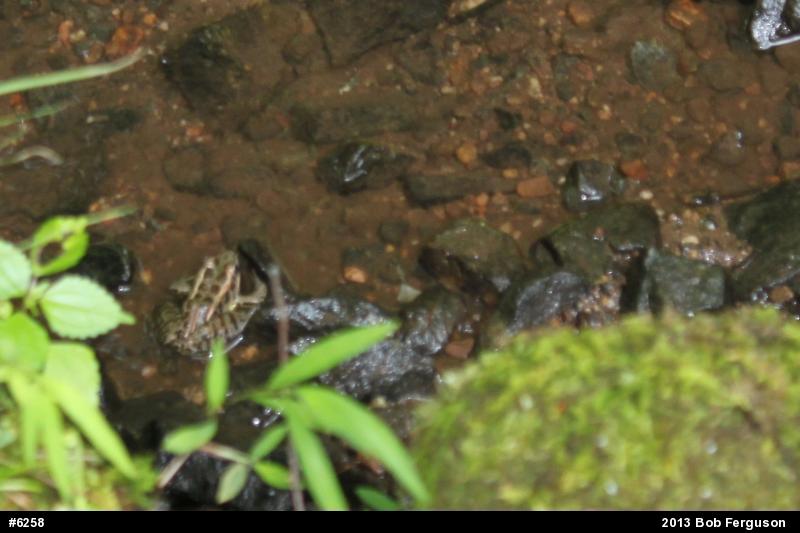 Pickerel Frog