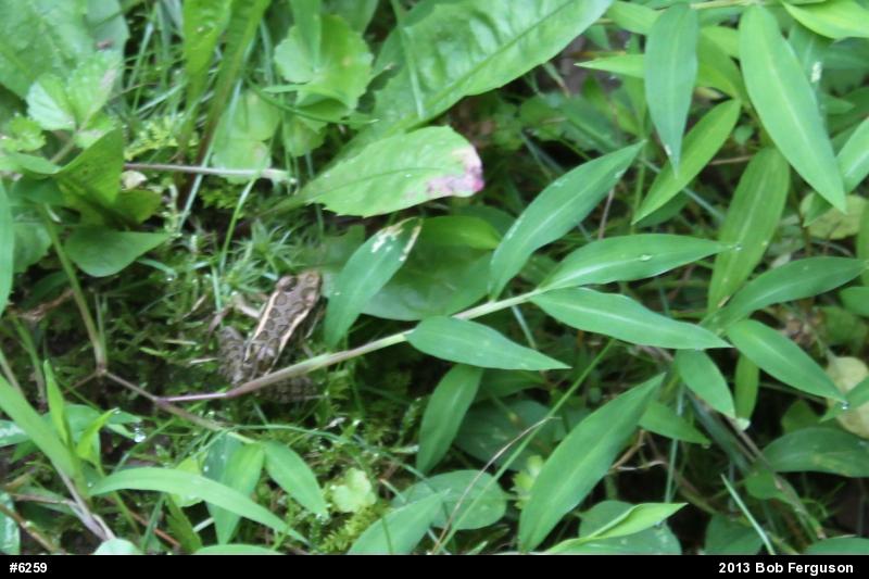 Pickerel Frog