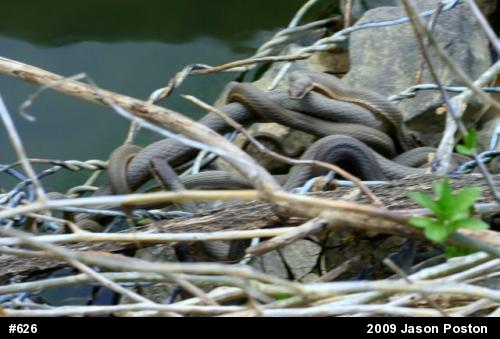Queensnake