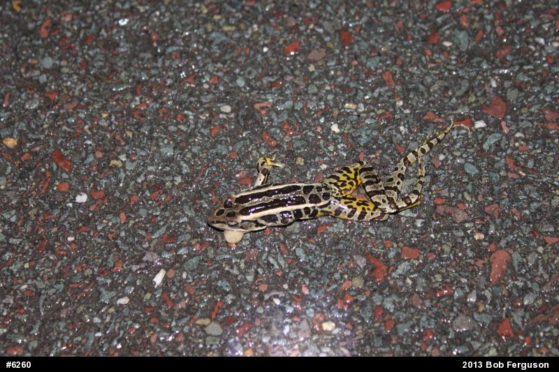 Pickerel Frog