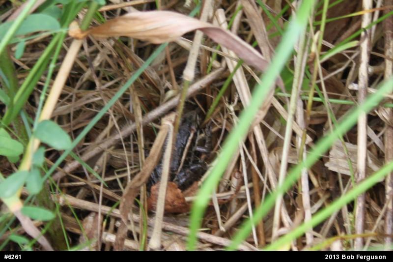 Pickerel Frog