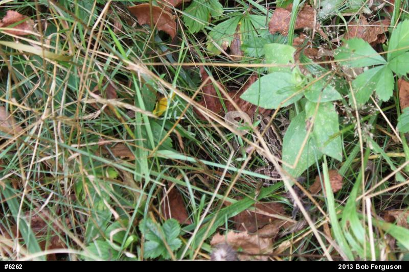 Pickerel Frog