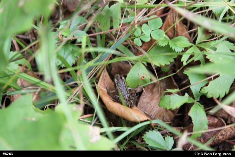 Pickerel Frog