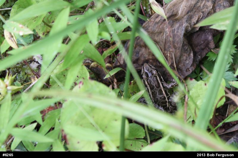Pickerel Frog