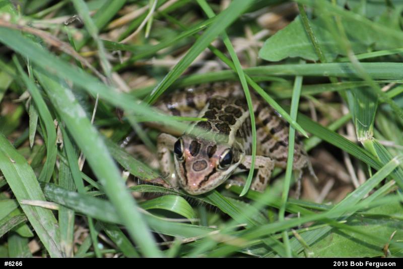 Pickerel Frog