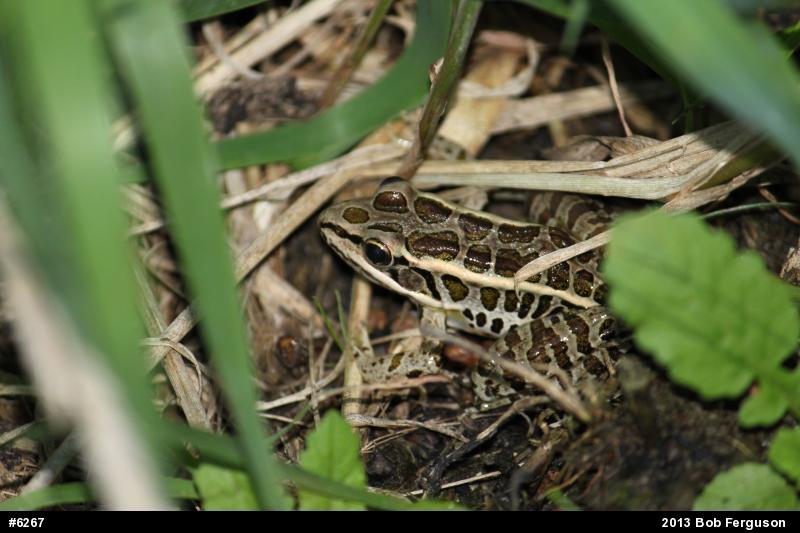 Pickerel Frog