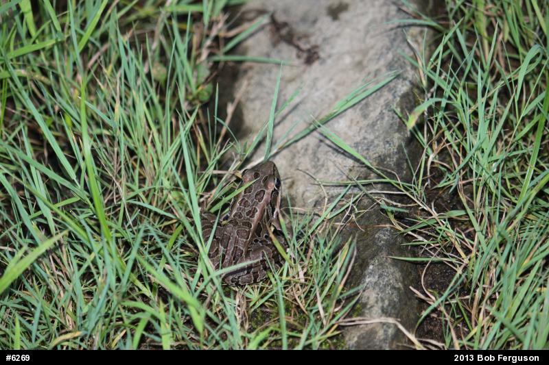Pickerel Frog